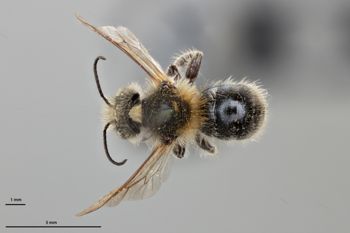 Media type: image;   Entomology 790660 Aspect: habitus dorsal view